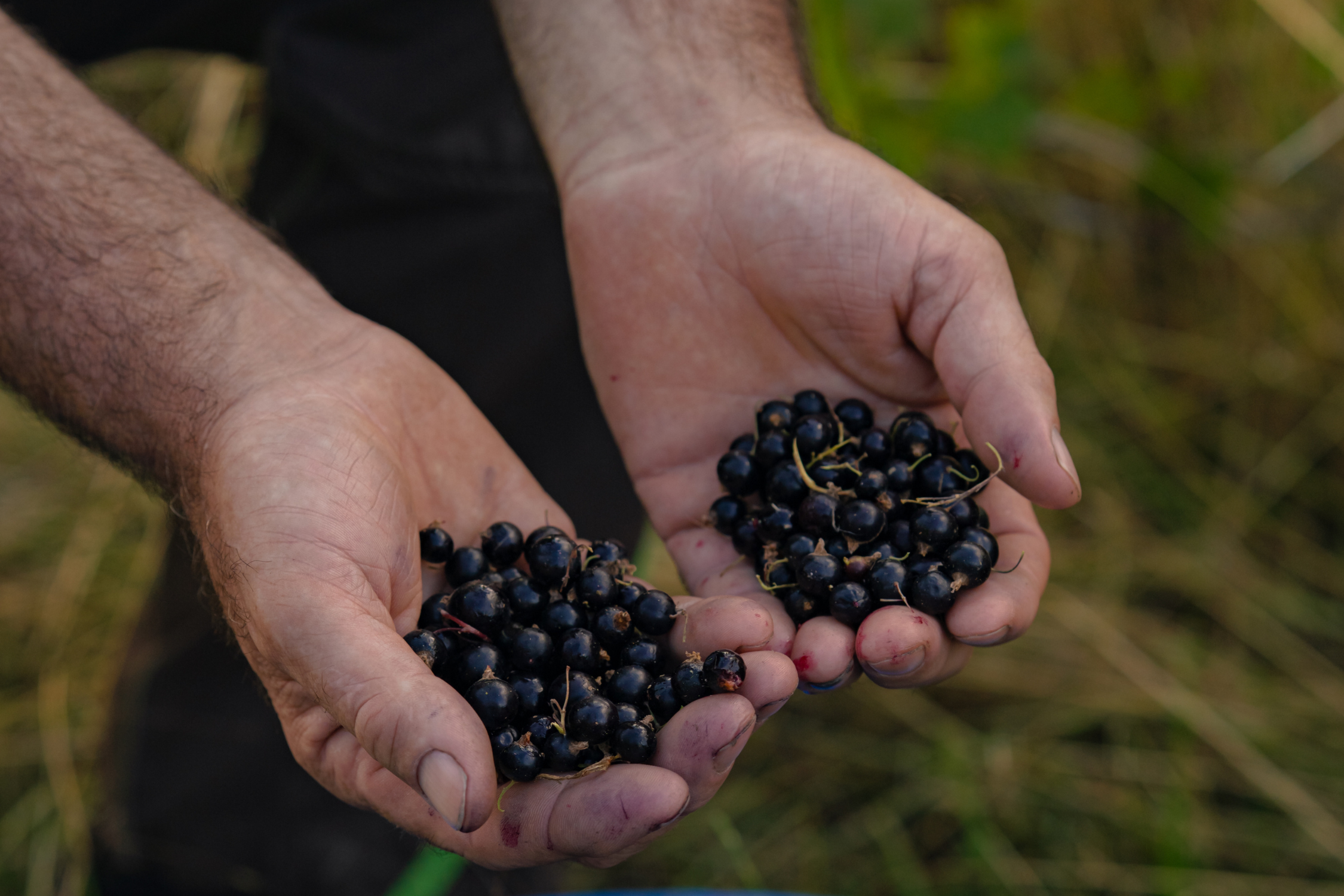 CASSIS GIN LIQUEUR